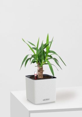 Юкка 1 ствол 12/55 см в CUBE COLOR 14 Юкка 1 ствол 12/55 см в CUBE COLOR 14