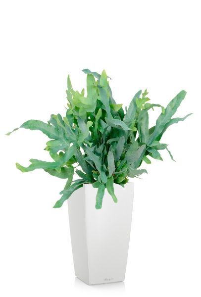 Флебодиум 24/55 см в CUBICO COLOR 30