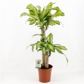 Драцена Массанжеана 2 ствола d19 см h90 см тип 2