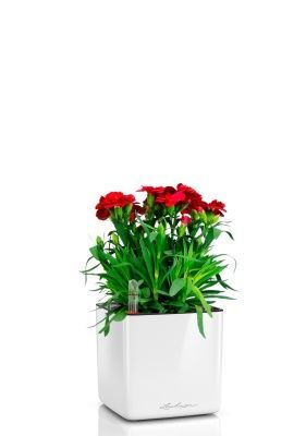 Гвоздика Оскар 12/25 см в CUBE GLOSSY 14, белый блестящий