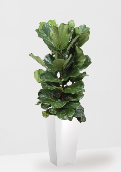 Фикус Лирата 3 ствола Эксклюзив 40/180 см в CUBICO 50