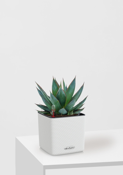 Агава Шака Зулу 15/30 см в CUBE COLOR 16 Агава Шака Зулу 15/30 см в CUBE COLOR 16