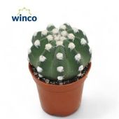 Эхинопсис d5.5 см h12.5 см