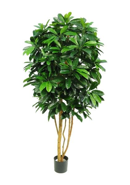 Дерево искусственное в кашпо "Шеффлера-Леди", Н175 см, 700 листьев