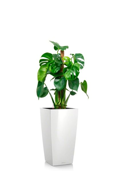 Монстера Делициоза 19/90 см в CUBICO 22