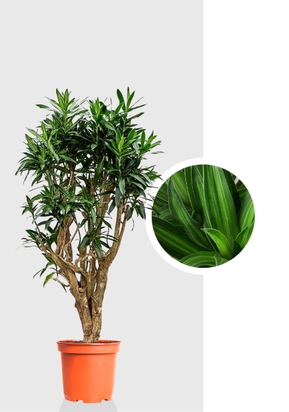 Драцена Песнь Ямайке 24/90 см