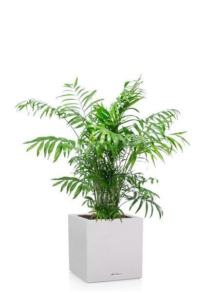 Хамедорея Элеганс 24/120 см в CANTO STONE LOW 30 Хамедорея Элеганс 24/120 см в CANTO STONE LOW 30