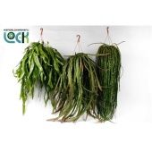 Рипсалис Epiphyllum Mix d21 см h50 см Рипсалис Epiphyllum Mix d21 см h50 см