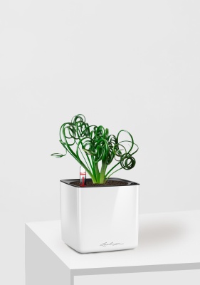 Альбука Спиралис 12/25 см в CUBE GLOSSY 14, белый блестящий