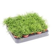 Рипсалис Кассута d5.5 см h10 см тип 1