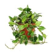 Хойя Krohniana Splash d12 см h20 см