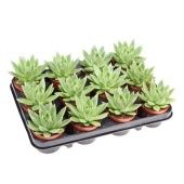 Эхеверия Миранда d8.5 см h10 см тип 2