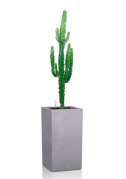 Эуфорбия 19/110 см в CANTO STONE HIGH 30