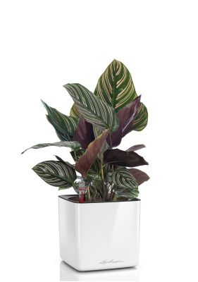 Калатея Сандериана в CUBE GLOSSY 14, белый блестящий