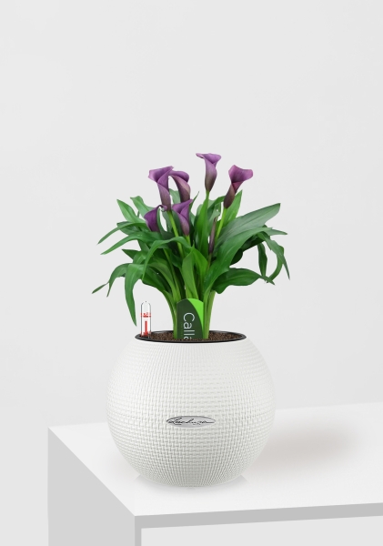 Калла микс фиолетовая 12/35 см в PURO 20 Калла микс фиолетовая 12/35 см в PURO 20