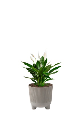 Спатифиллум 13/50 см в ARIA 14 jumper Спатифиллум 13/50 см в ARIA 14 jumper