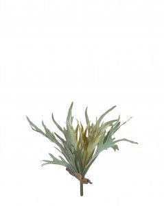 Папоротник Стегхорн (Оленьи рога) большой куст