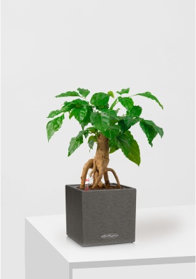 Радермахера бонсай 12/30 см в CANTO STONE 14