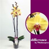 Фаленопсис 2 ствола Goldion 14+ (phalaenova) d12 см h70 см тип 2 Фаленопсис 2 ствола Goldion 14+ (phalaenova) d12 см h70 см тип 2