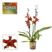 Орхидея Камбрия Соул Файр 2 ствола d12 см h60 см