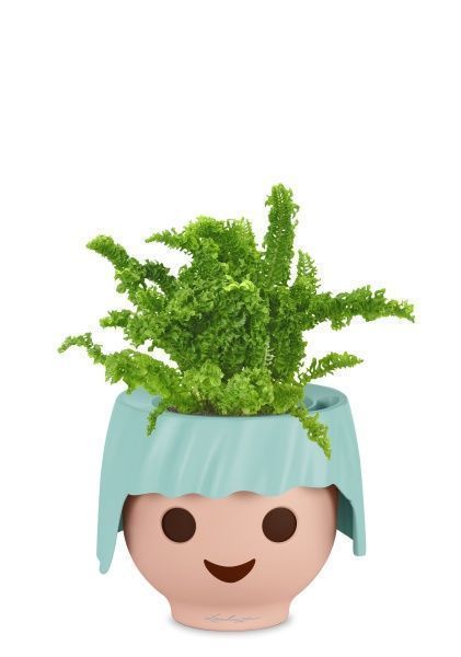 Нефролепис Возвышенный в OJO