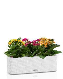 Каланхоэ в CUBE COLOR TRIPLE 14