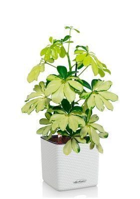 Шеффлера Мелани 12/40 в CUBE COLOR 14, белый