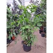 Кариота Буш d45 см h240 см