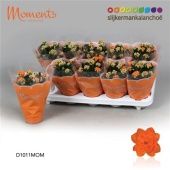 Каланхоэ Calandiva Moments Indian Summer Orange микс d10.5 см h23 см Каланхоэ Calandiva Moments Indian Summer Orange микс d10.5 см h23 см