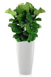 Фикус Лирата 3 ствола RONDO 40/180 см, белый блестящий