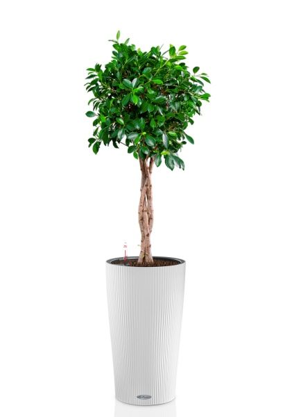 Фикус Нитида переплетенный 23/110 см в CILINDRO 32 Фикус Нитида переплетенный 23/110 см в CILINDRO 32