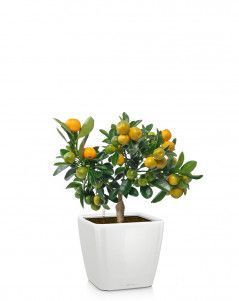 Цитрус в QUADRO LS 21