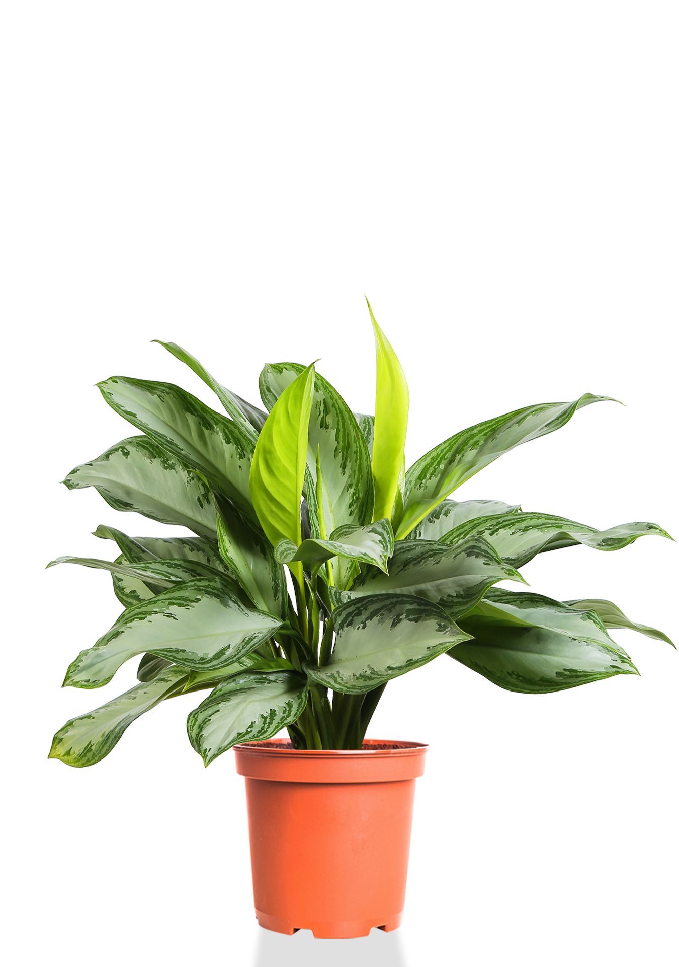 Аглаонема Сильвер Бей 24/65 см Аглаонема Сильвер Бей 24/65 см