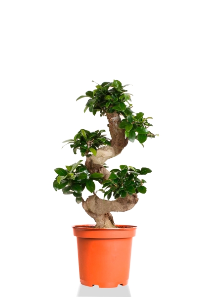 Бонсай Фикус Гинсенг 26/70 см