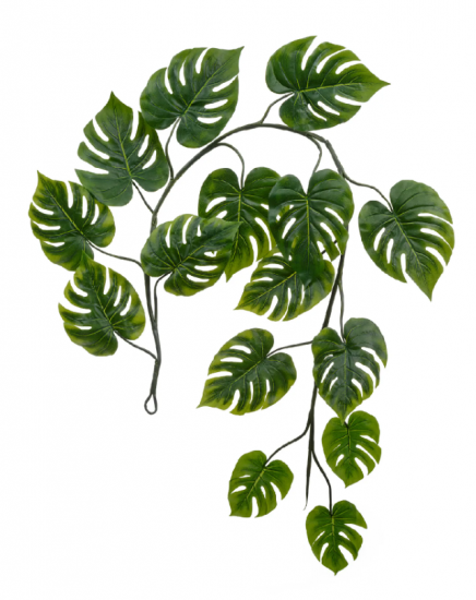 Монстера Giant лиана 240 см