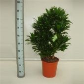 Драцена Компакта бранч разветвленная d24 см h95 см Драцена Компакта бранч разветвленная d24 см h95 см