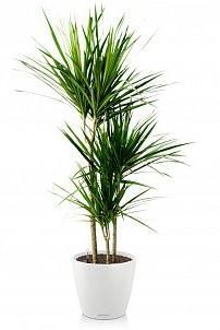 Драцена Маргината CLASSICO 28