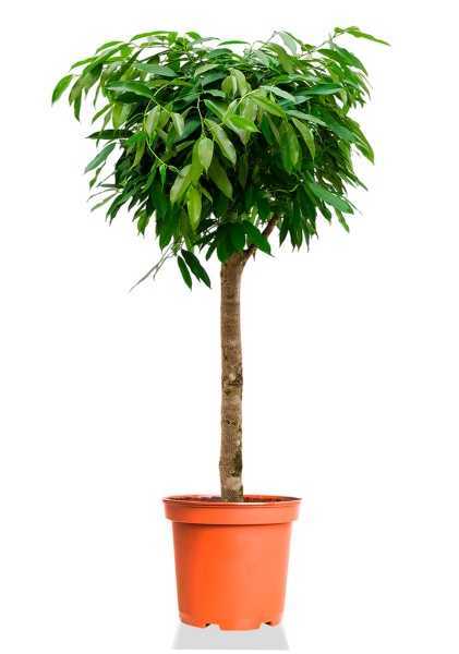 Фикус Биннендийка Амстел Кинг на штамбе d31 см h140 см