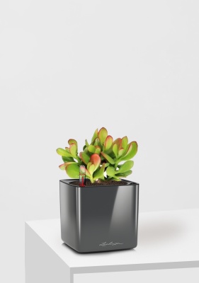 Крассула Овата сансет 12/20 см в CUBE GLOSSY 14 Крассула Овата сансет 12/20 см в CUBE GLOSSY 14