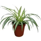 Хлорофитум Космосум вариегатум d9 см h15 см