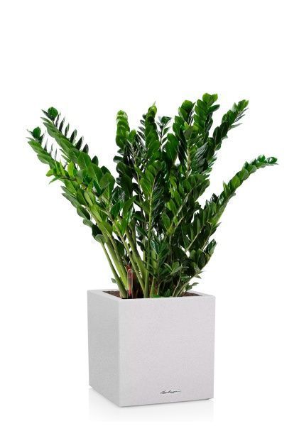 Замиокулькас в CANTO STONE low 40 Замиокулькас в CANTO STONE low 40