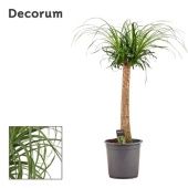Нолина 1 ствол (декорум) d24 см h90 см