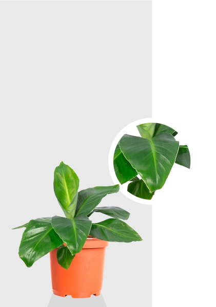 Банан 12/30 см