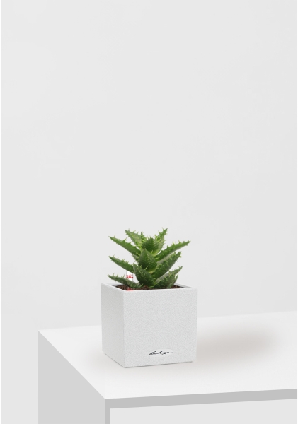 Алоэ Хавортия микс 5 см в CANTO STONE 14