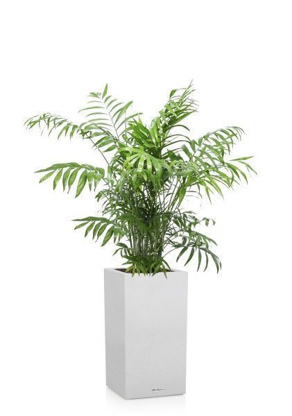 Хамедорея Элеганс 24/120 см в CANTO STONE HIGH 30