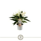 Антуриум Андрианум Чемпион белый d9 см h30 см