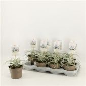 Тилландсия Xerographica d12 см h20 см