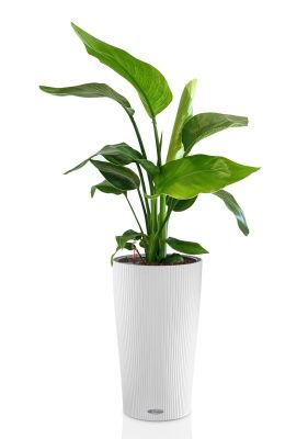 Стрелиция Николай 17/60 в CILINDRO 23, белый