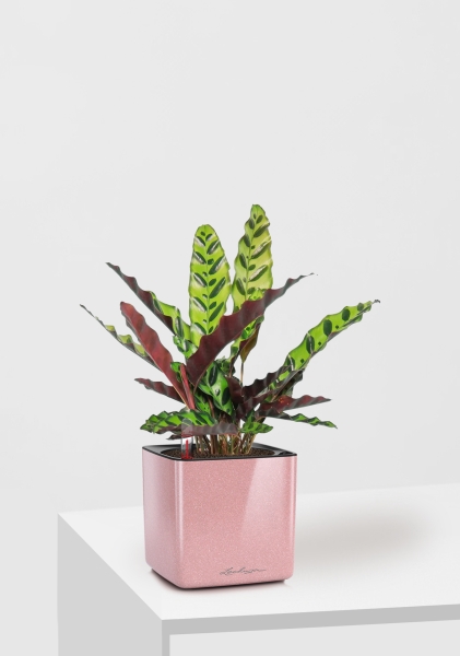 Калатея Лансифолия 12/30 см в CUBE GLOSSY KISS 14