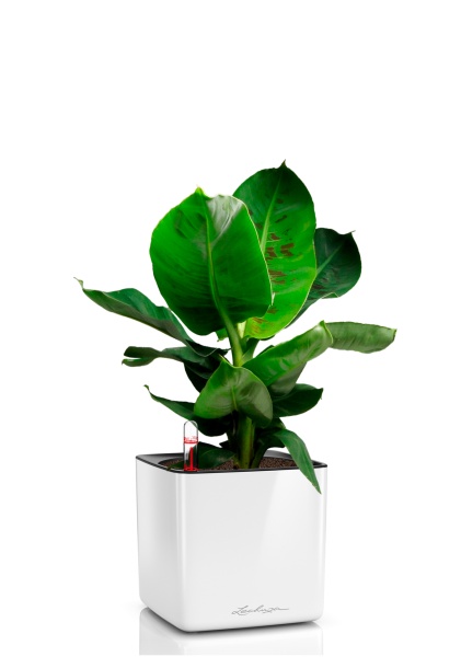 Банан 12/30 в CUBE GLOSSY 14